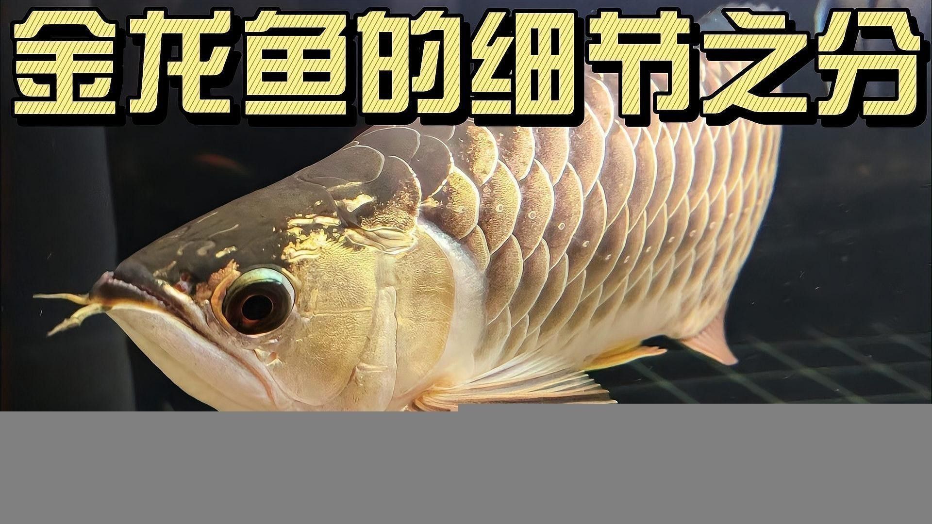 如何區分不同品種的觀賞龍魚？