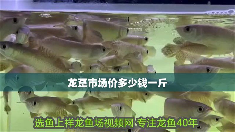 龍躉魚(yú)價(jià)格表2025