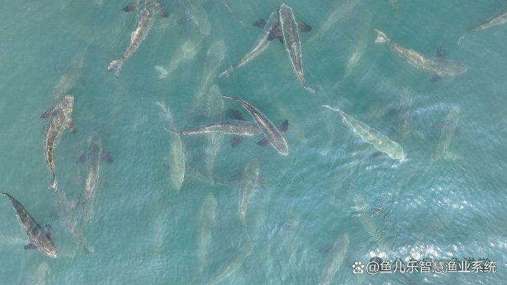 龍躉魚(yú)價(jià)格表2025