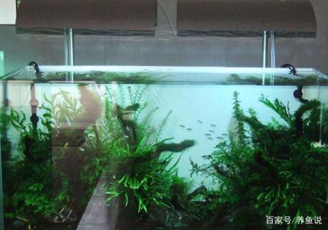 為什么別人魚缸不用換水
