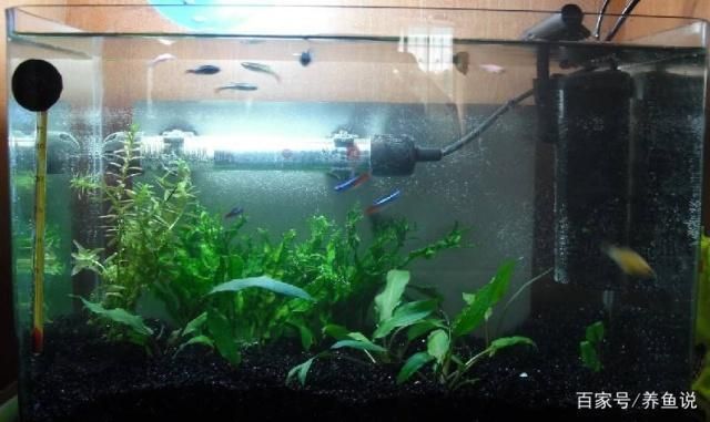 為什么別人魚缸不用換水