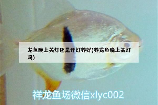 養龍魚晚上關燈嗎：養龍魚晚上是否需要關燈
