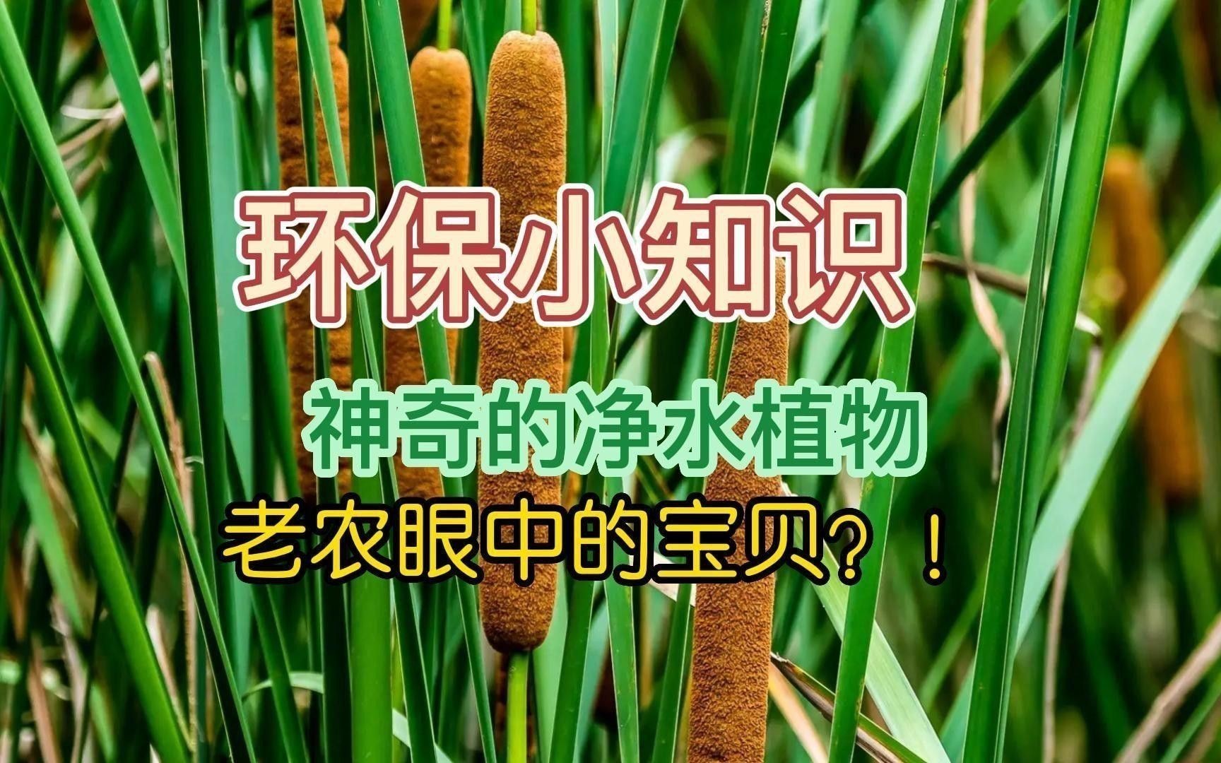 哪些植物能凈化水質？
