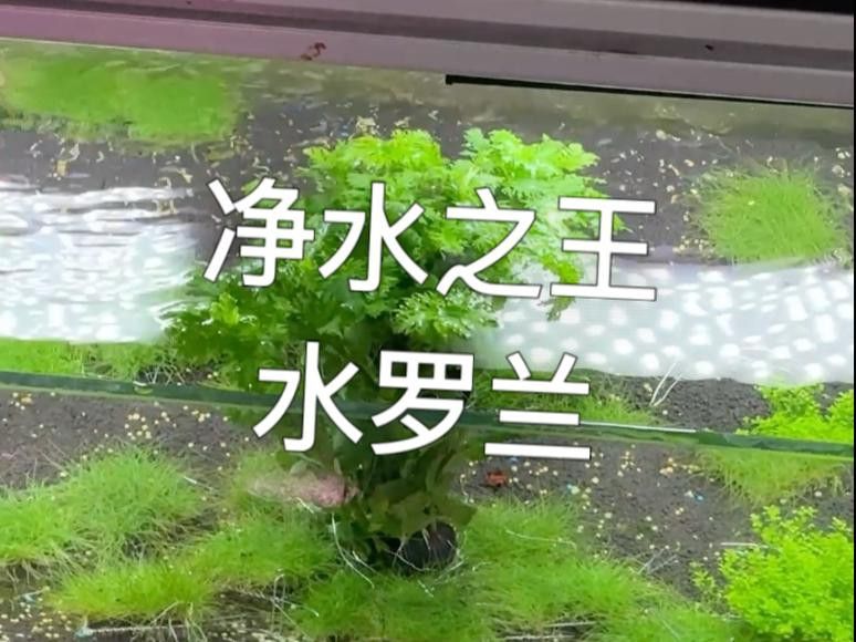 哪些植物能凈化水質？