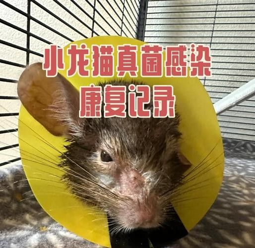 龍貓生病期間應該如何護理？