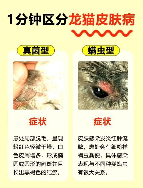 龍貓生病期間應該如何護理？