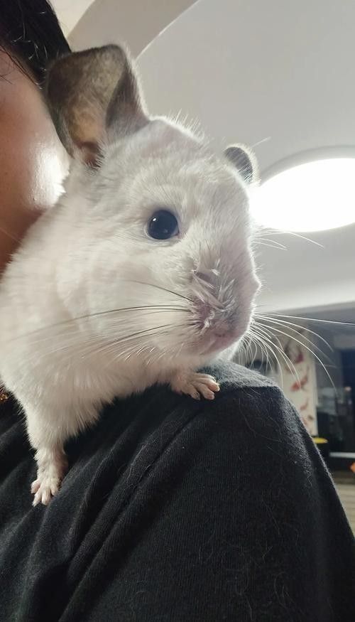 龍貓生病期間應該如何護理？