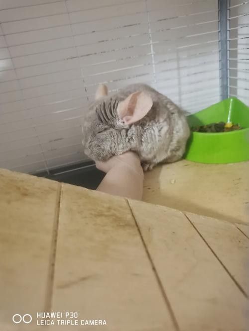 龍貓生病期間應該如何護理？