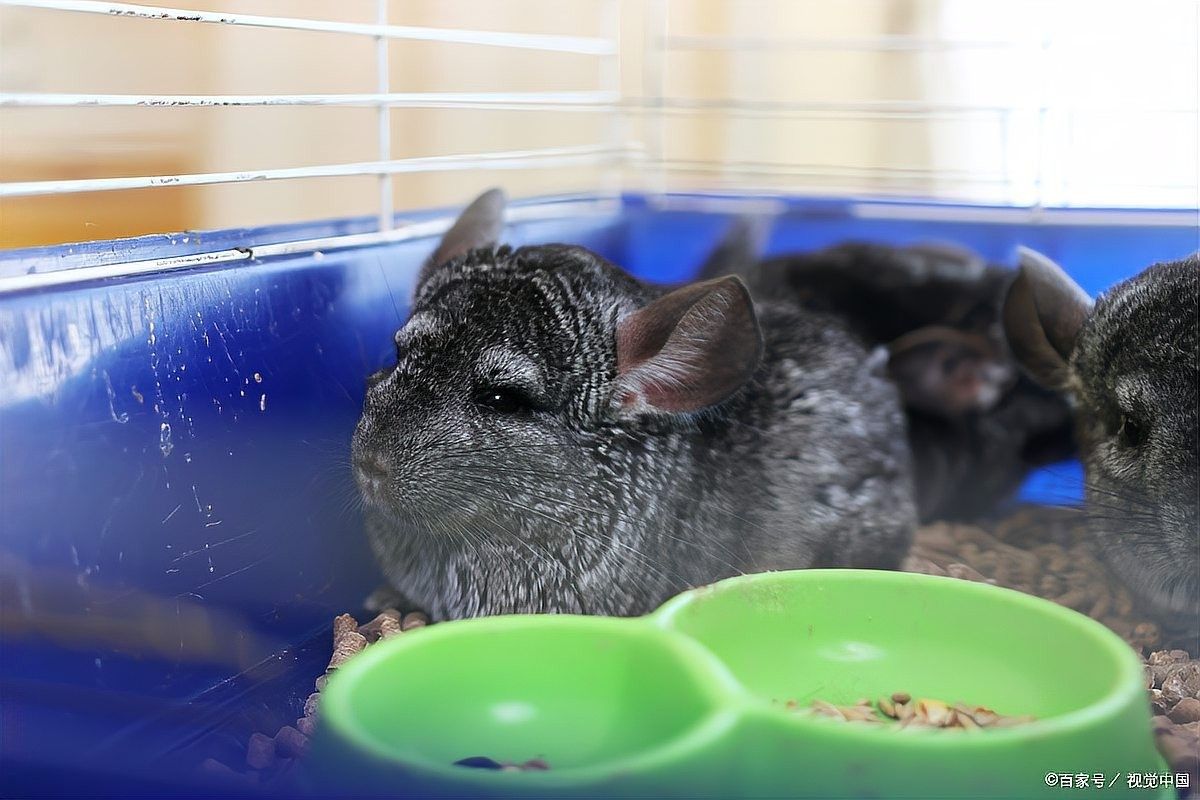 龍貓生病期間應該如何護理？