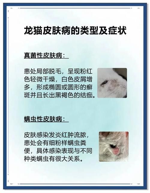龍貓生病期間應該如何護理？