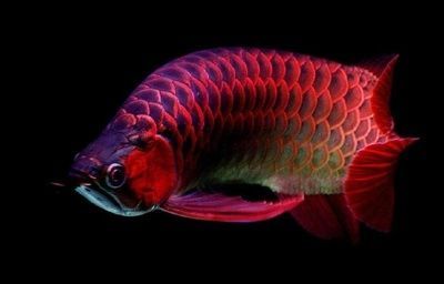 龍魚(yú)拖便（龍魚(yú)拖便怎么辦）