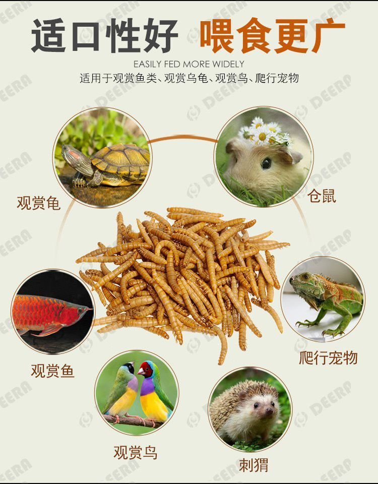 紅龍魚飼料的價格范圍