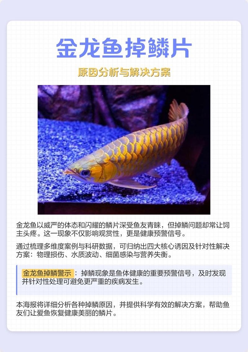 金龍魚鱗片掉了多久可以長出來