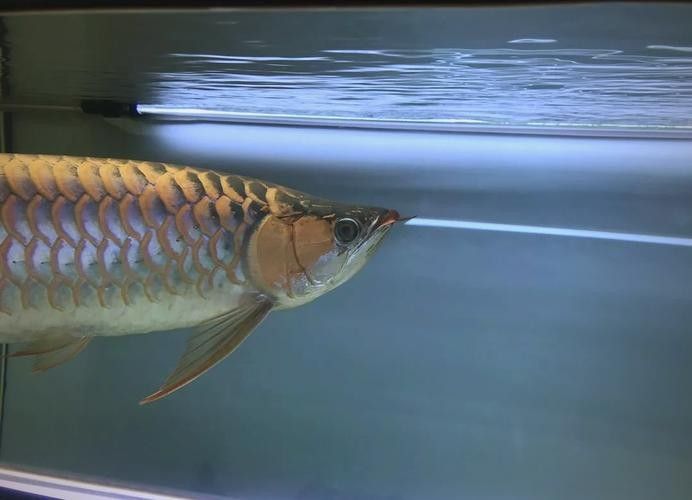 龍魚蒙眼怎么辦圖片視頻