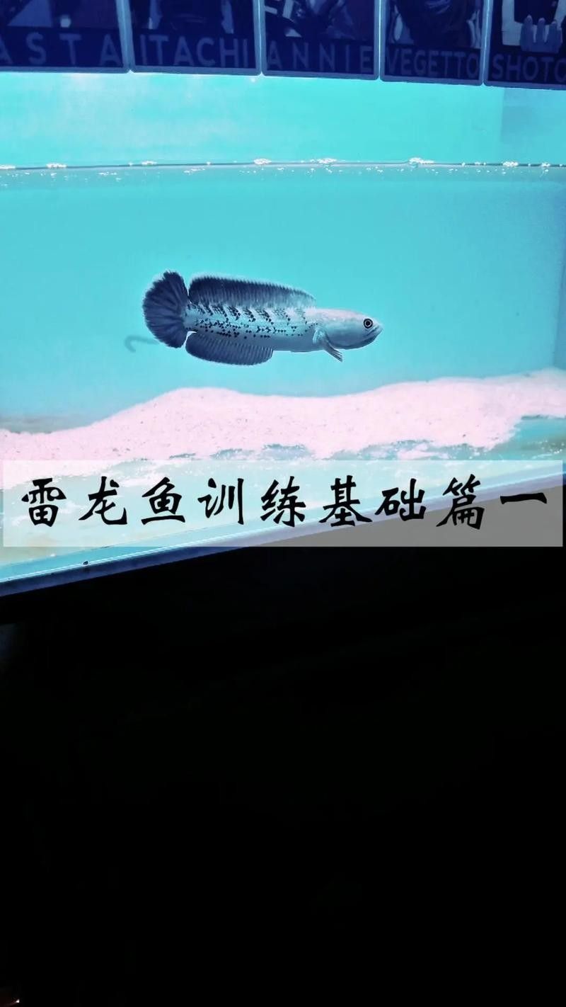 龍魚蒙眼怎么辦圖片視頻