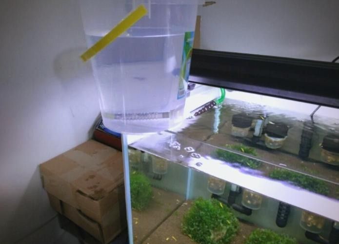 龍魚蒙眼怎么辦圖片視頻