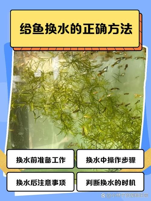 龍魚蒙眼怎么辦圖片視頻