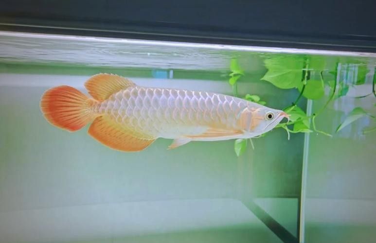 龍魚蒙眼怎么辦圖片視頻