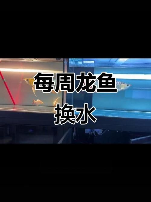 龍魚蒙眼怎么辦圖片視頻