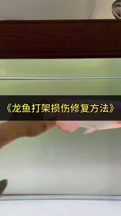 龍魚蒙眼怎么辦圖片視頻