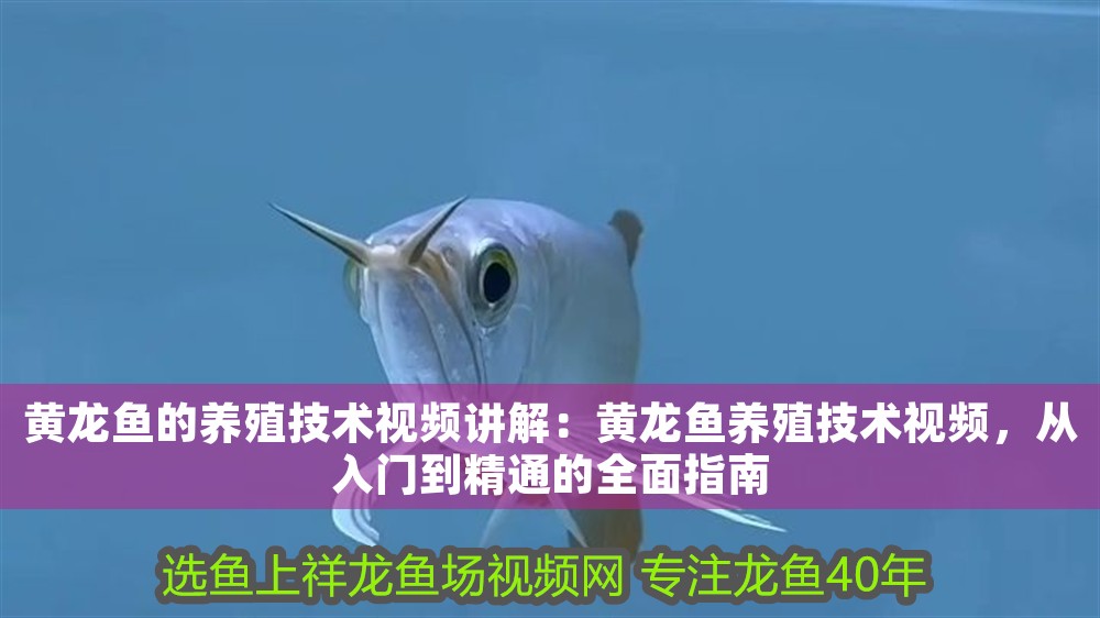 黃龍魚的養殖技術視頻講解：黃龍魚養殖技術視頻，從入門到精通的全面指南
