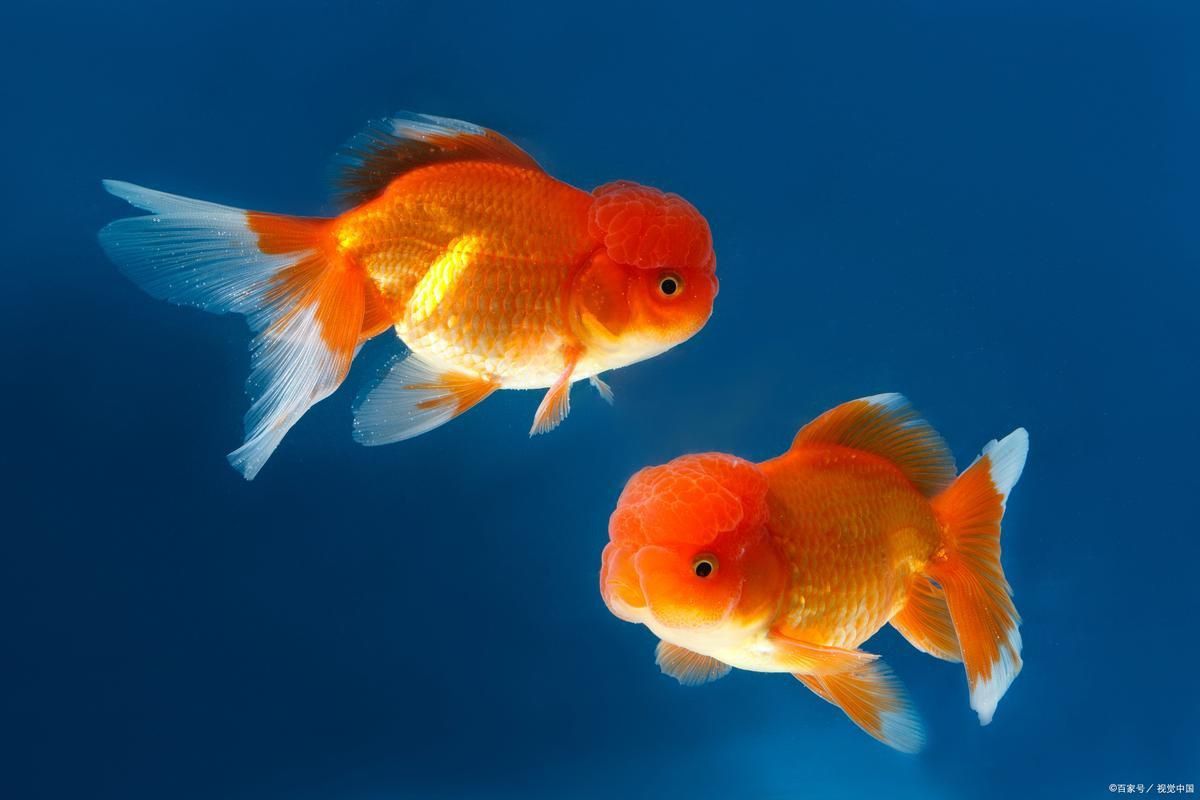 金魚圖片大全大圖