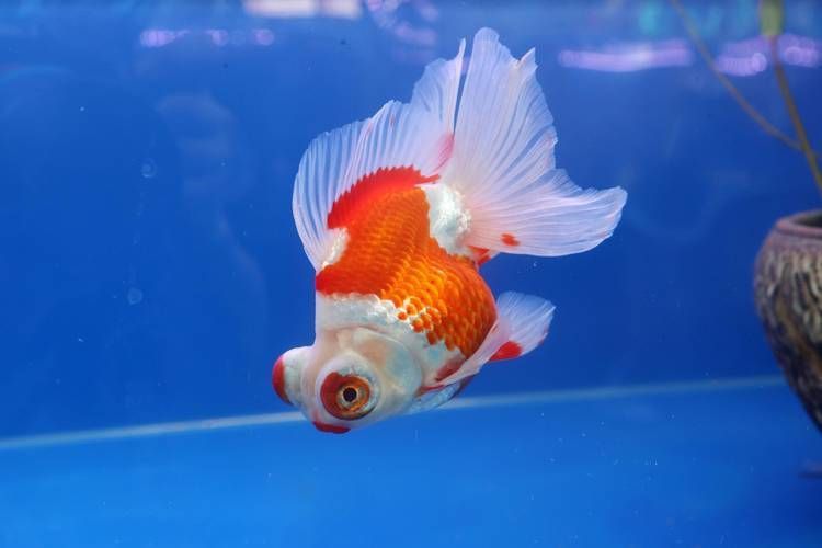 金魚圖片大全大圖