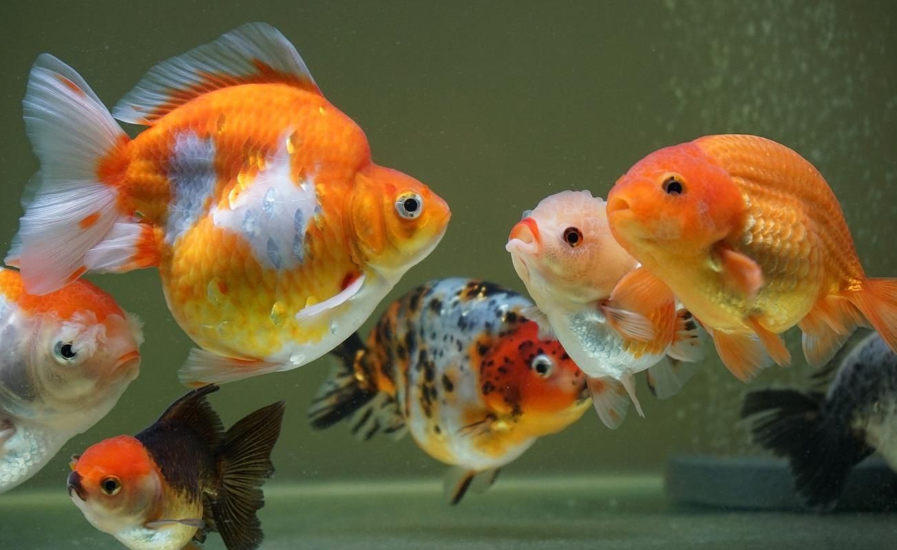 金魚圖片大全大圖
