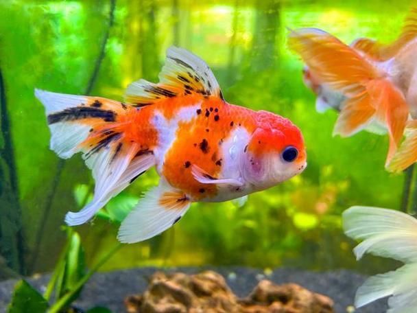 金魚圖片大全大圖