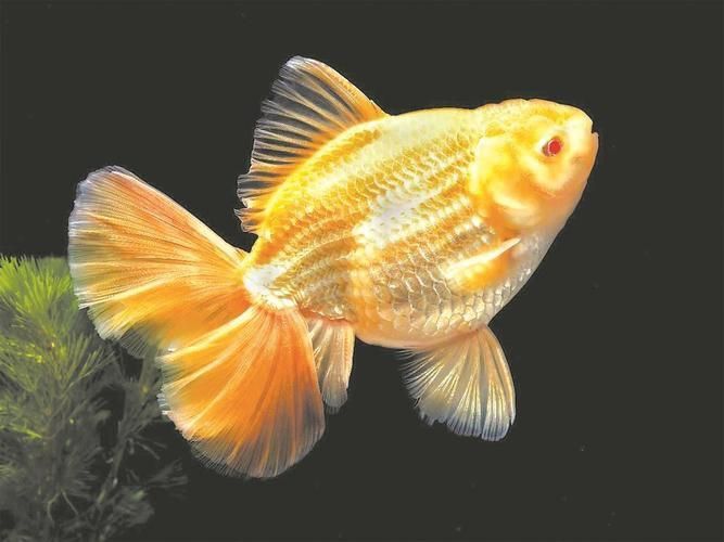 金魚圖片大全大圖