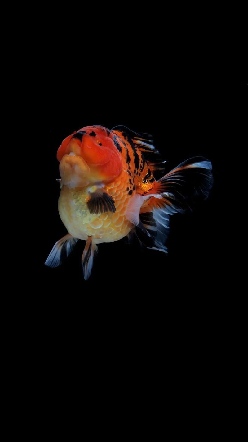 金魚圖片大全大圖