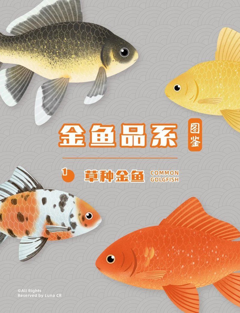 金魚圖片大全大圖