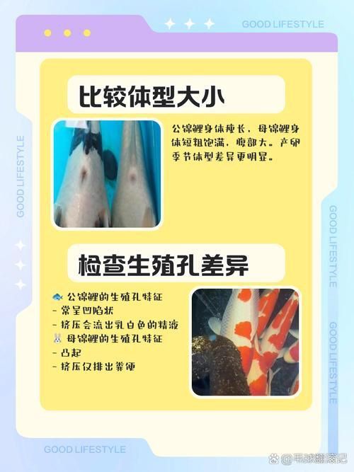 錦鯉分公母對照圖片