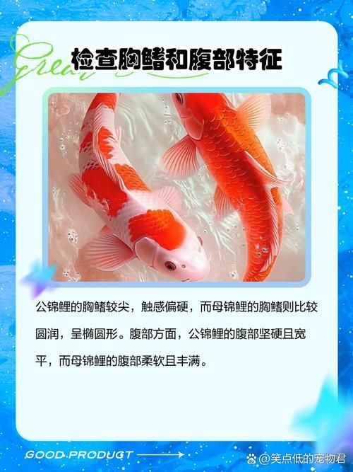 錦鯉分公母對照圖片