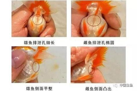 錦鯉分公母對照圖片