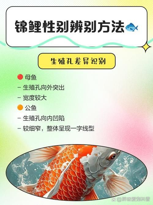 錦鯉分公母對照圖片