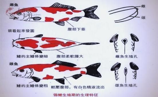 錦鯉分公母對照圖片