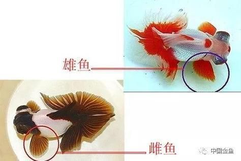 錦鯉分公母對照圖片