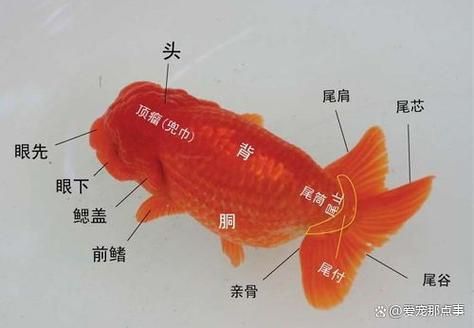 錦鯉分公母對照圖片