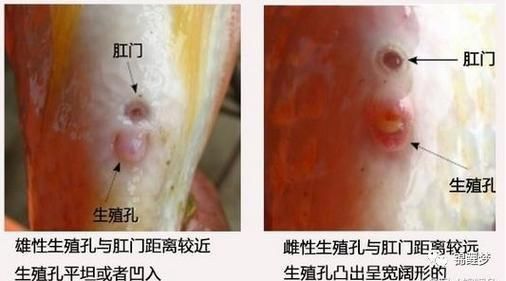 錦鯉分公母對照圖片