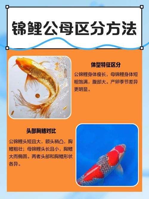 錦鯉分公母對照圖片