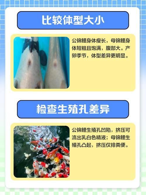 錦鯉分公母對照圖片