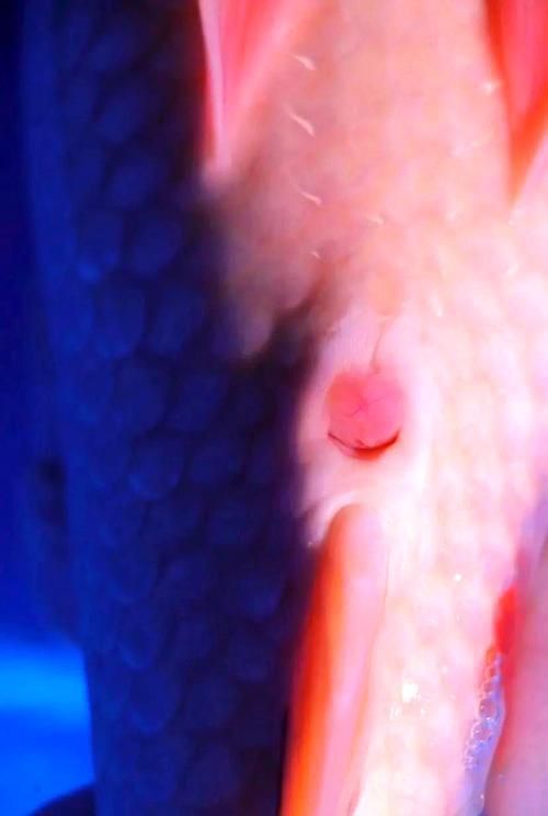 錦鯉分公母對照圖片