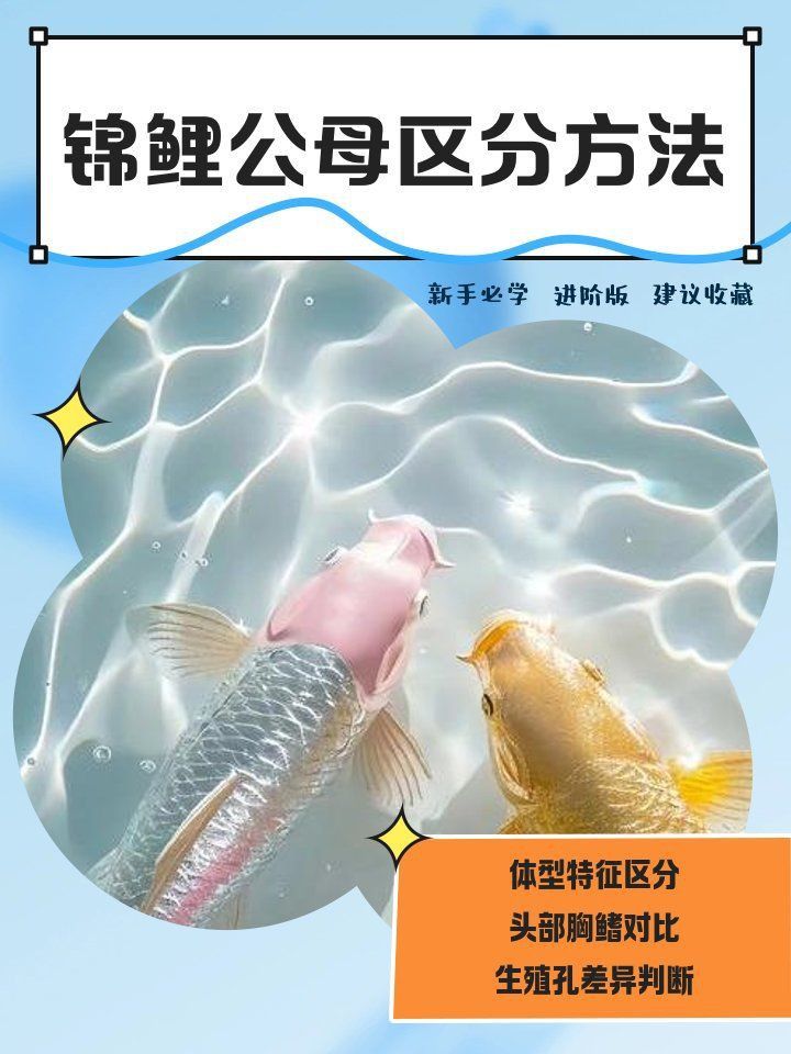 錦鯉分公母對照圖片