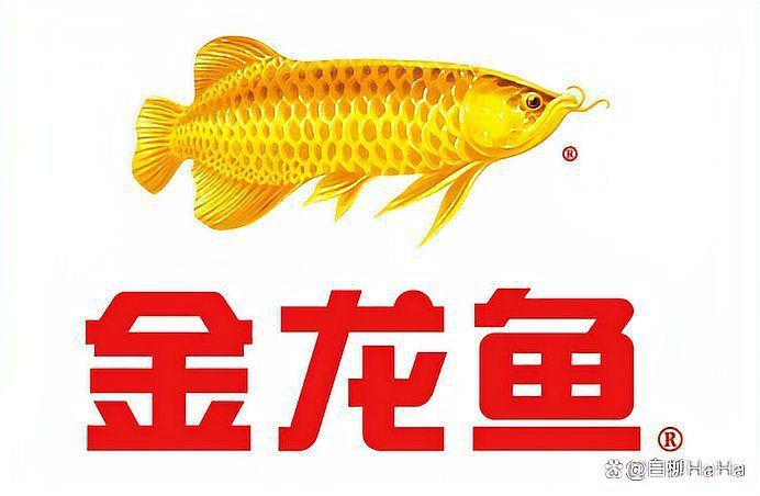 金龍魚生產在哪里 金龍魚生產在哪里 龍魚百科 第5張