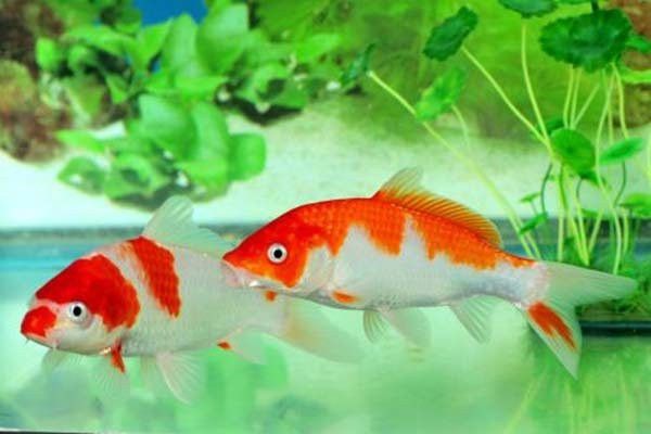 龍魚死亡后多久會化解煞氣？