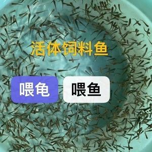 麥穗喂龍魚好不好：麥穗魚可以作為龍魚的一種飼料嗎？