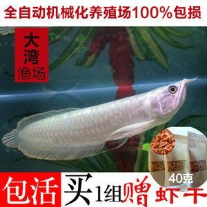 金龍魚魚苗養殖：養殖金龍魚魚苗需要注意的事項 金龍魚魚苗養殖：養殖金龍魚魚苗需要注意的事項 龍魚百科 第1張