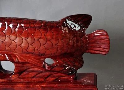 最貴金龍魚(yú)拍賣(mài)（金龍魚(yú)在拍賣(mài)中的最高價(jià)格是7萬(wàn)元人民幣，這一價(jià)格是7萬(wàn)元人民幣）