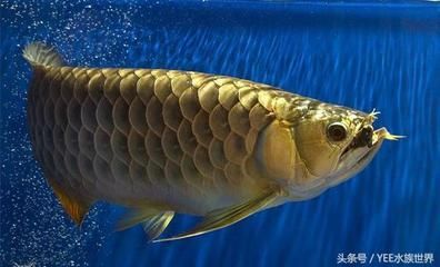 龍魚不吃死魚的原因：龍魚不吃死魚的原因是什么？